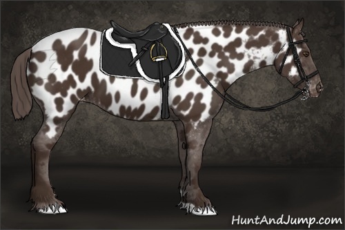 Horse Color: Liver Chestnut Near Leopard 