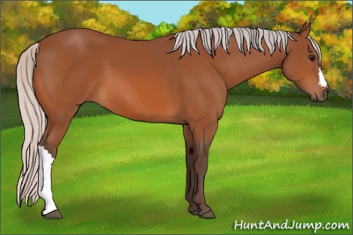 Horse Color: Silver Bay 