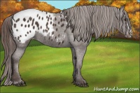 Horse Color:Liver Chestnut Appaloosa 
