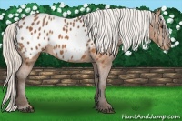Horse Color:Silver Buckskin Appaloosa 