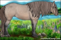 Horse Color:Bay Dun Appaloosa 