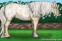 Horse Color:Palomino Appaloosa 