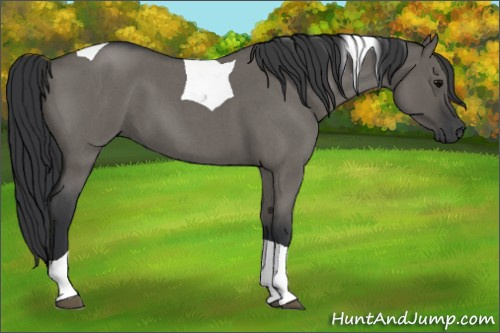 Horse Color: Grullo Roan Tobiano 
