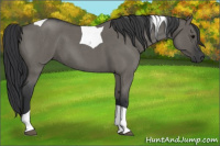 Horse Color:Grullo Roan Tobiano