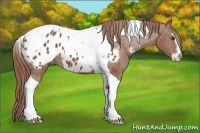 Horse Color:Chestnut Sabino Tobiano Blanket 