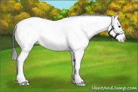 Horse Color:Black Splash Fewspot 