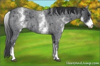 Horse Color:White Spotted Blue Roan 