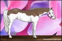Horse Color:Silver Black Splash