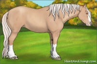Horse Color:Silver Classic Champagne Splash 