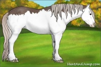 Horse Color:Silver Black Splash 