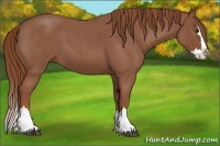 Horse Color:Red Roan Splash 