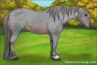 Horse Color:Brown Appaloosa 