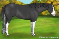 Horse Color:Black Splash