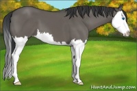 Horse Color:Grullo Splash 