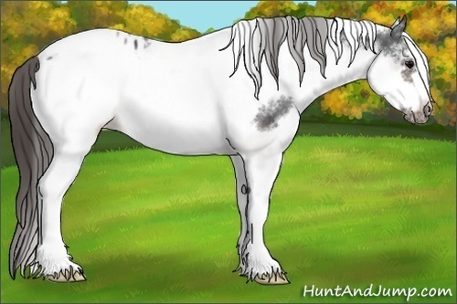 Horse Color: White Spotted Brown Sabino Frame Blanket Rabicano 
