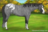 Horse Color:Blue Roan Sabino Splash Appaloosa 