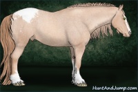 Horse Color:Gold Champagne Sabino Snowcap Rabicano 