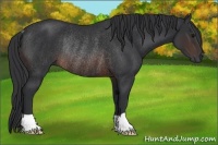 Horse Color:Brown Rabicano 