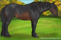 Horse Color:Brown Rabicano 