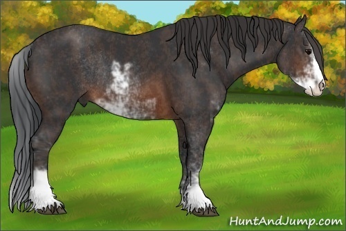 Horse Color: Brown Sabino Rabicano  Brindle