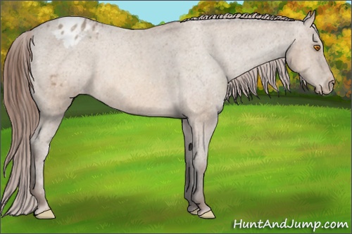 Horse Color: Sable Champagne Blanket 