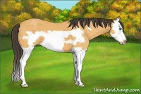 Horse Color:Buckskin Splash Frame 