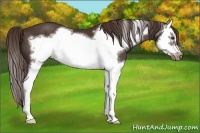 Horse Color:Liver Chestnut Splash Frame 