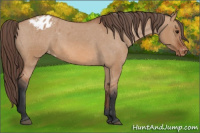 Horse Color:Bay Dun Appaloosa