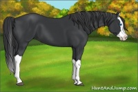 Horse Color:Black Splash 