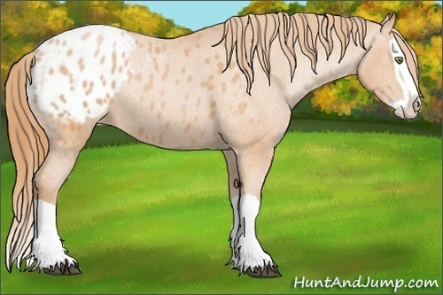 Horse Color: Bay Pearl Splash Blanket Rabicano 