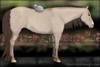 Horse Color:Classic Champagne Dun 