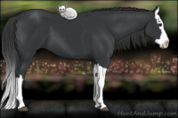 Horse Color:Black Splash 