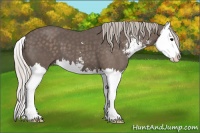 Horse Color:Silver Black Sabino Splash
