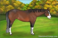 Horse Color:Bay Sabino Splash 