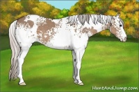 Horse Color:White Spotted Silver Grullo 