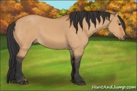 Horse Color:Bay Dun 