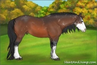 Horse Color:Bay Sabino 