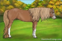 Horse Color:Chestnut Sabino 