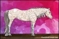 Horse Color:Bay Appaloosa Rabicano