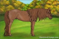 Horse Color:Chestnut  Brindle