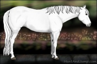 Horse Color:Gray Bay Splash Frame 