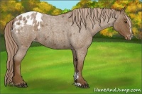 Horse Color:Chocolate Palomino Roan Sabino Appaloosa 