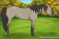 Horse Color:Smoky Grullo 