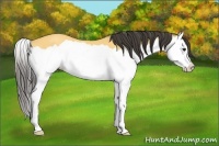 Horse Color:Buckskin Splash 