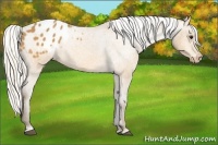 Horse Color:Silver Buckskin Blanket 