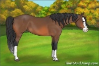Horse Color:Bay Splash 