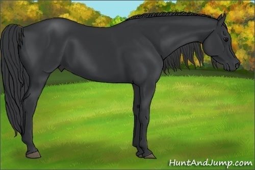 Horse Color: Black 