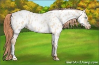 Horse Color:Buckskin Pearl Dun Appaloosa Rabicano 