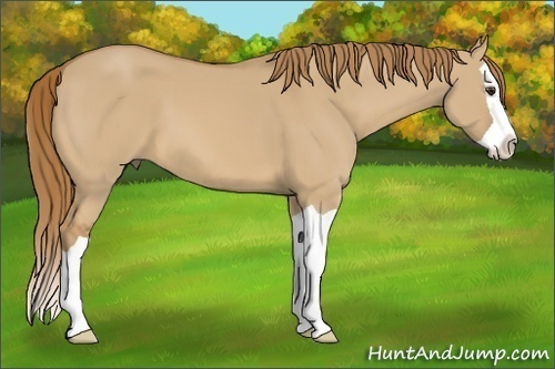 Horse Color: Red Dun Splash 