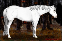 Horse Color:Brown Sabino 